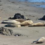 Cambria_2015_0157 (November 07, 2015)